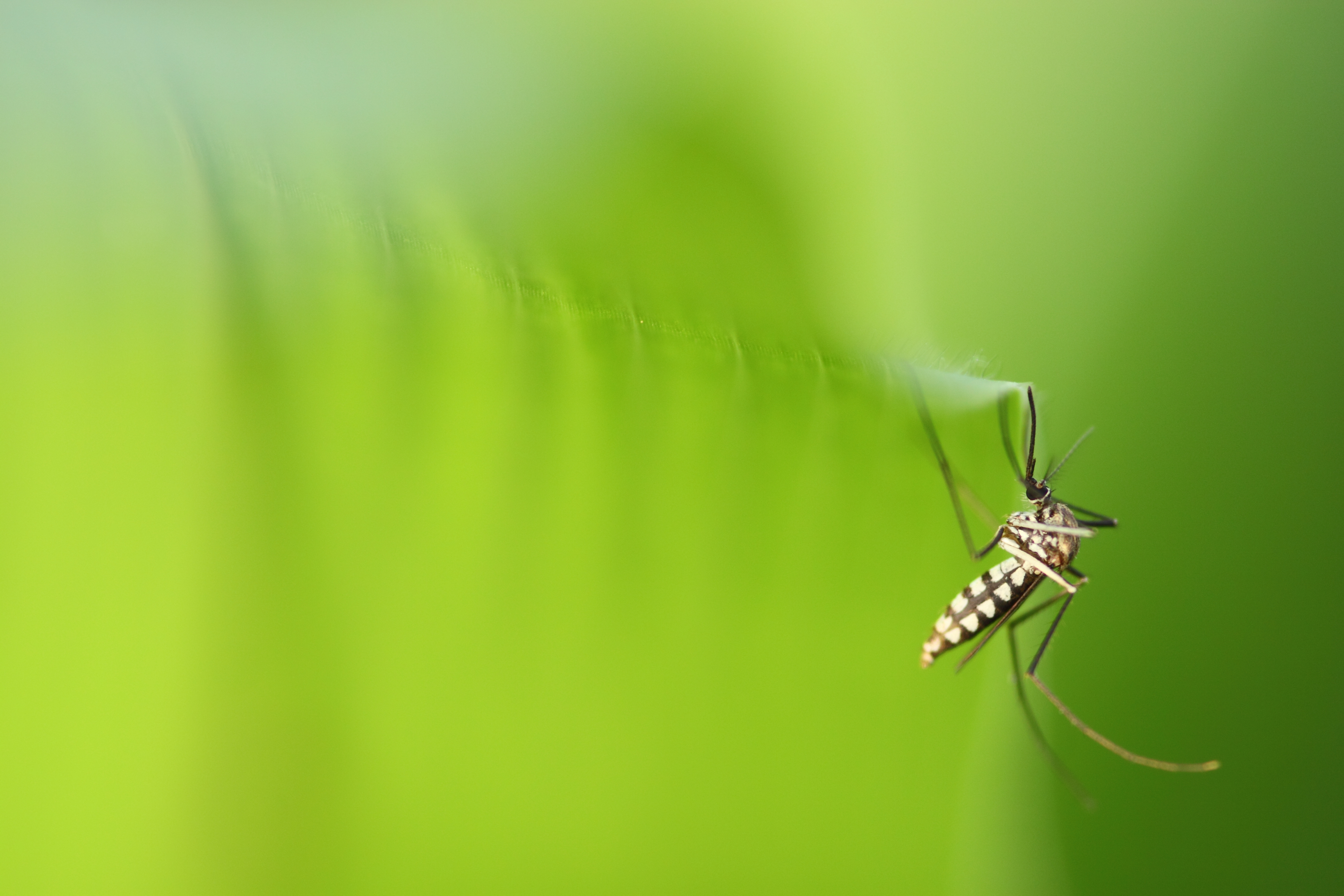 Mosquito